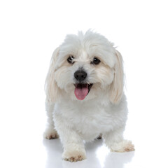 bichon dog with hair in his face is panting