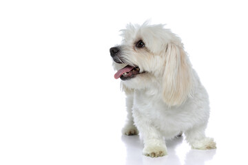 happy bichon dog looking up at something