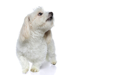 cute little bichon dog looking overhead and standing