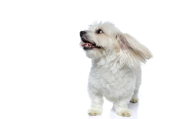 adorable small bichon dog raising his ears, looking aside