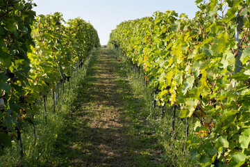 Fototapeta na wymiar Vineyard with branches and green leaves of grape vines on a sunny autumn afternoon