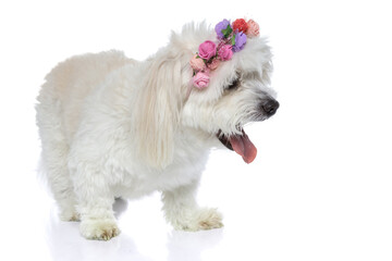 Naklejka na ściany i meble sweet bichon dog wearing a headband with flowers
