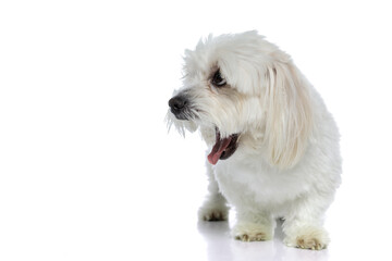 little bichon dog screaming out loud, looking aside