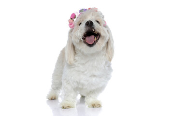 beautiful furry bichon dog barking at the camera