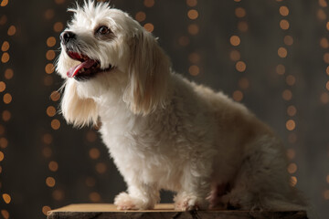 cute bichon dog sticking out tongue, sitting on wood