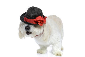 elegant bichon dog wearing a hat that covers his eyes
