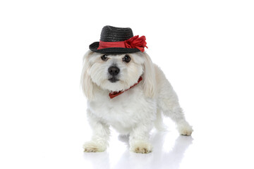 cool elegant bichon dog posing with a hat and bowtie