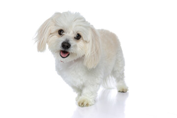 bichon dog looking at camera with cute look on face