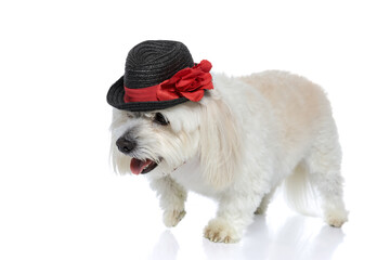 adorable bichon dog with bowtie and hat walking aside