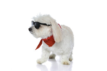 cool bichon dog wearing sunglasses and bandana