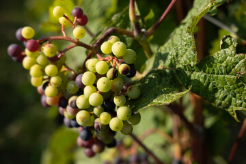 Large clusters of wine grapes hang from a vine with beautiful leaves around it. Narrow depth of field