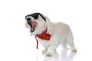 cool eager bichon dog licking his mouth