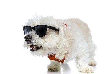 cool fashion bichon dog wearing sunglasses and bandana