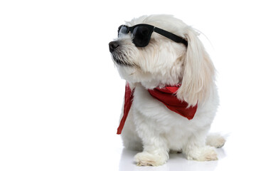 little bichon dog posing with attitude, wearing sunglasses and bandana
