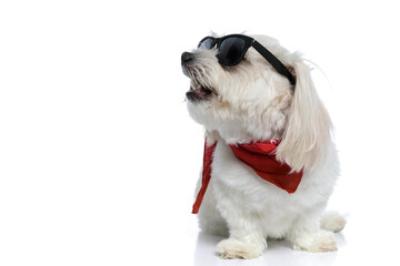 cool small bichon dog barking to a side