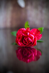 red rose with green leaves, on a dark background