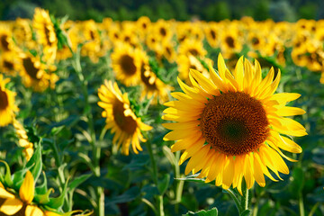 sunflower - bright field with yellow flowers, beautiful summer landscape in sunset