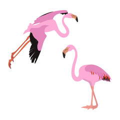 Vector illustration of pink flamingos