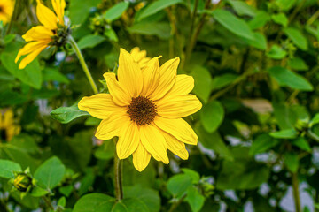 Yellow flower of a sunflower on a background of green flower beds