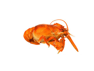 crayfish isolated on white background