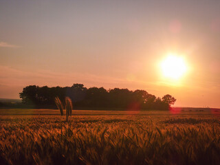 sunset over the field © Grzegorz