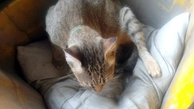 Cat giving birth.