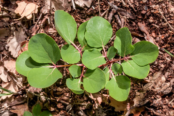Crimean Peony (Paeonia daurica) Ai-Petri Mountain, Crimea