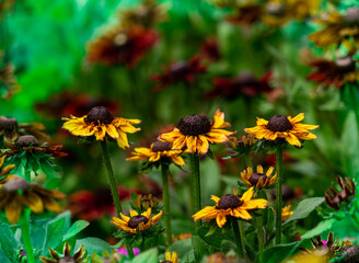 Yellow Black Eyed Susan with Red Flowers and Green Leaves in background