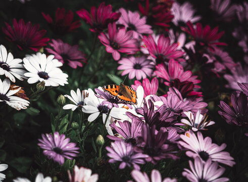 Cape Daisies with Red Admiral Buttefly, Pink, Purple, Lilac, White