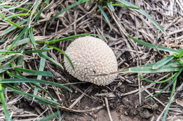 head of wild meadow puffball on meadow