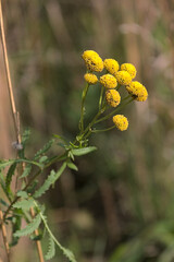 tansy inflorescence among dry autumn grass