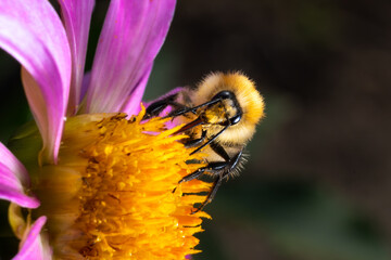 bumblebee collecting pollen from the flower