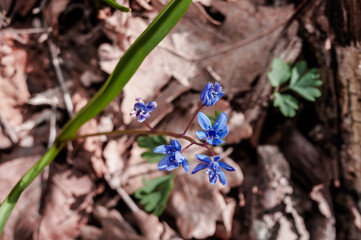 Alpine Squill (Scilla bifolia) in beech forest, Angarskyi Pass area, Crimea