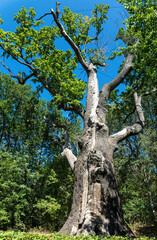 Medieval millennial oak, tree and landmark of the Cold Yar, Ukraine. Maxim Zalizniak Oak