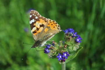 Obraz premium Butterfly sitting on field flowers 