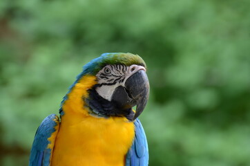 ルリコンゴウインコ