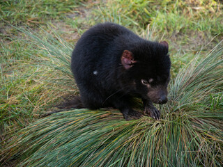 タスマニアンデビル
