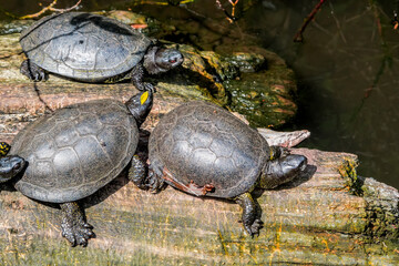 Obraz premium European Pond Terrapin (Emys orbicularis) in park, Moscow, Russia