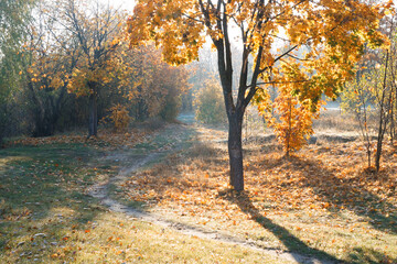 Autumn landscape. Trees, grass, trail, fog, hoarfrost, leaves, water, sunlight, sky.