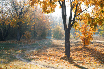 Autumn landscape. Trees, grass, trail, fog, hoarfrost, leaves, water, sunlight, sky.