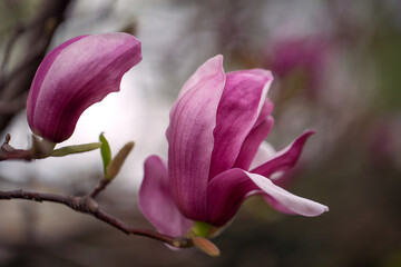 Eine Magnolienblüte