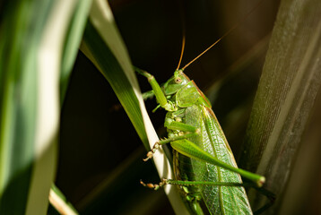 Grashüpfer