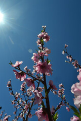 
leaves of a peach tree, in the southern regions of Chile