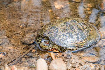 European Pond Terrapin (Emys orbicularis) in stream, Caucasus, Republic of Dagestan, Russia
