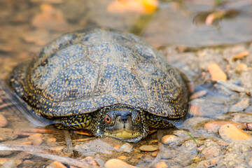 European Pond Terrapin (Emys orbicularis) in stream, Caucasus, Republic of Dagestan, Russia