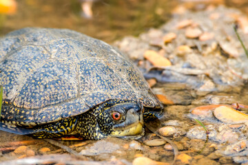 European Pond Terrapin (Emys orbicularis) in stream, Caucasus, Republic of Dagestan, Russia