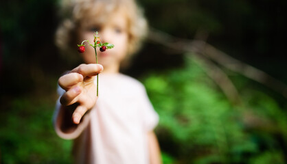 Unrecognizable small child outdoors in summer nature, holding wild strawberry.