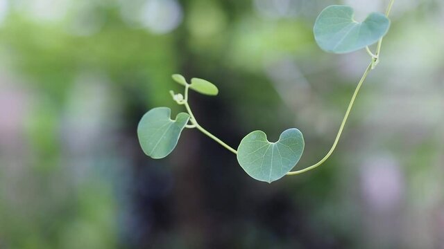 Heart shaped leaves is hanging on tree branch and gently blowing in the breeze.