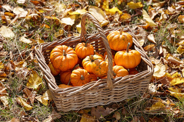 Beautiful mini pumpkins in basket