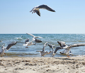 Naklejka premium seagulls fly over the sandy coast of the Black Sea on a summer day